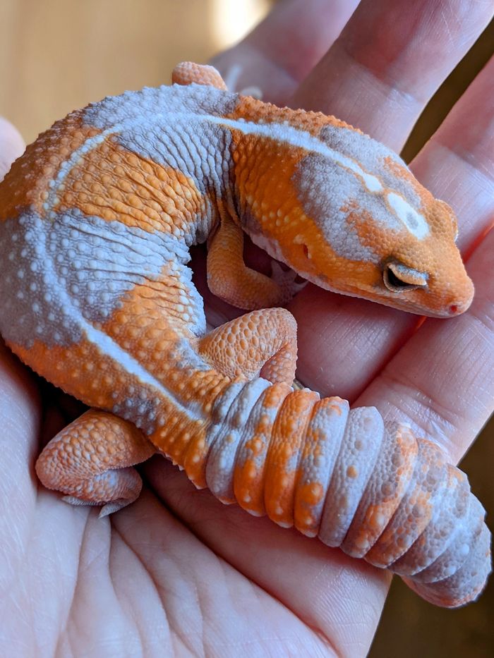 Our newest addition Keke!