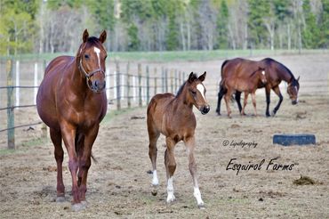 Thoroughbred Mares & Foals For Sale in Alberta at Esquirol Farms