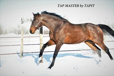 Thoroughbred Stallion by TAPIT standing at Esquirol Farms