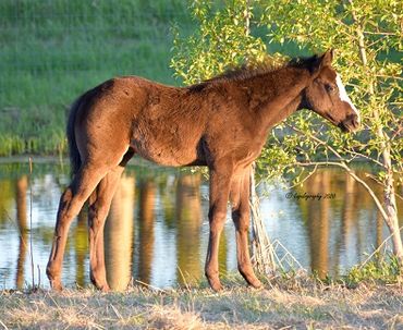 Thoroughbred Race Horse foal in Alberta by IT'S NO JOKE