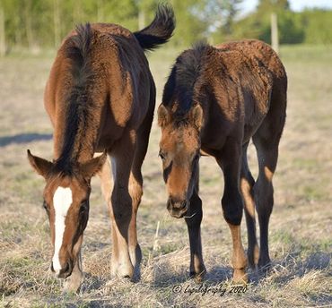 Thoroughbred weanlings in Alberta for sale at Esquirol Farms
