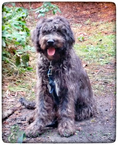 F1 Goldendoodle,  Goldendoodle puppy, goldendoodles, goldendoodle puppies for sale