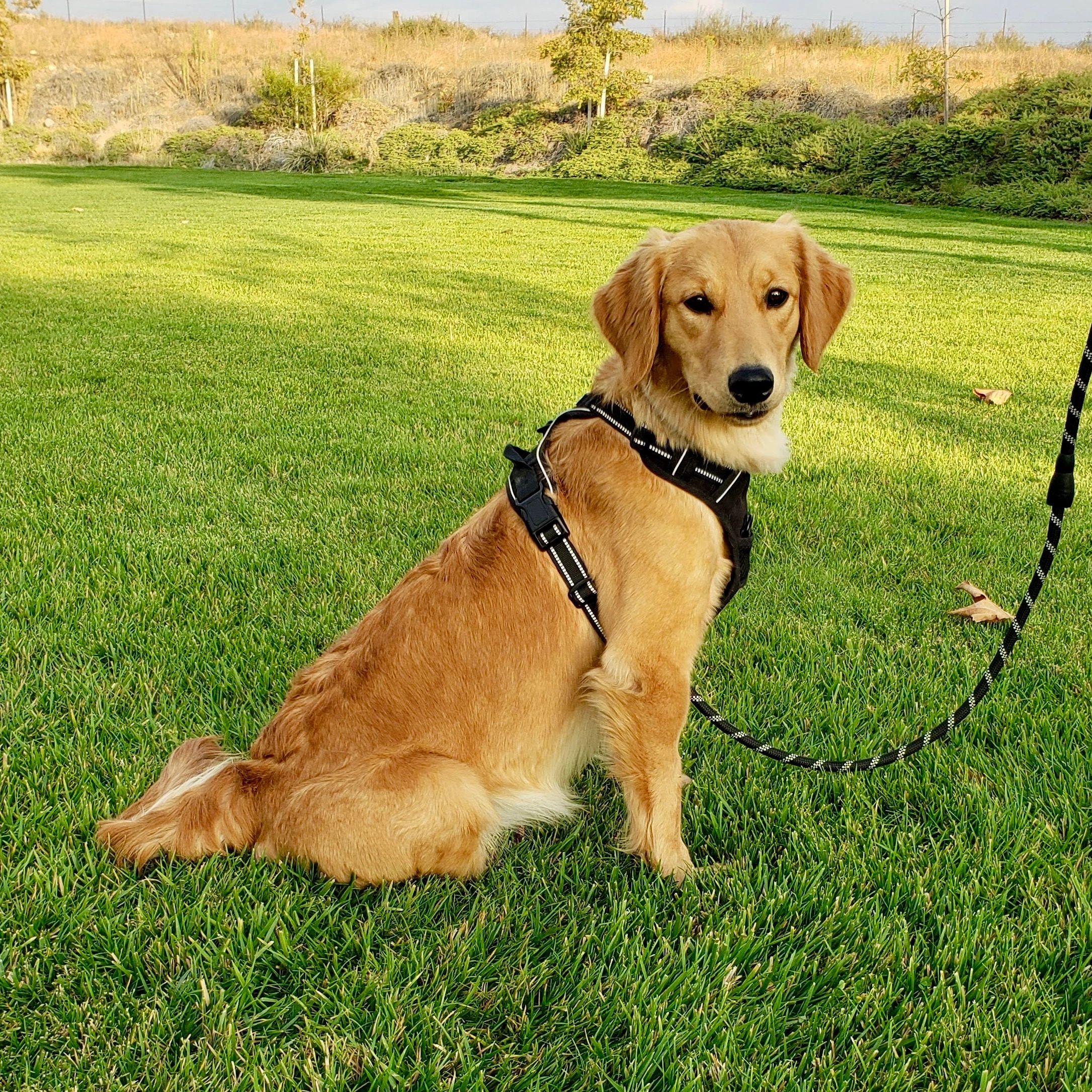 Golden retriever sitting on lush green grass wearing a black harness and leash.