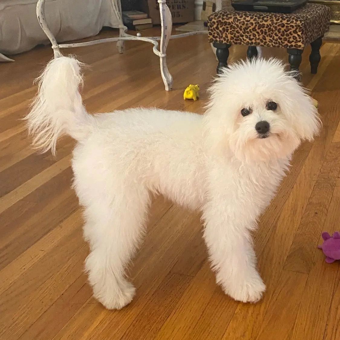 Goldendoodle puppy, goldendoodles, goldendoodle puppies for sale, english mini goldendoodle