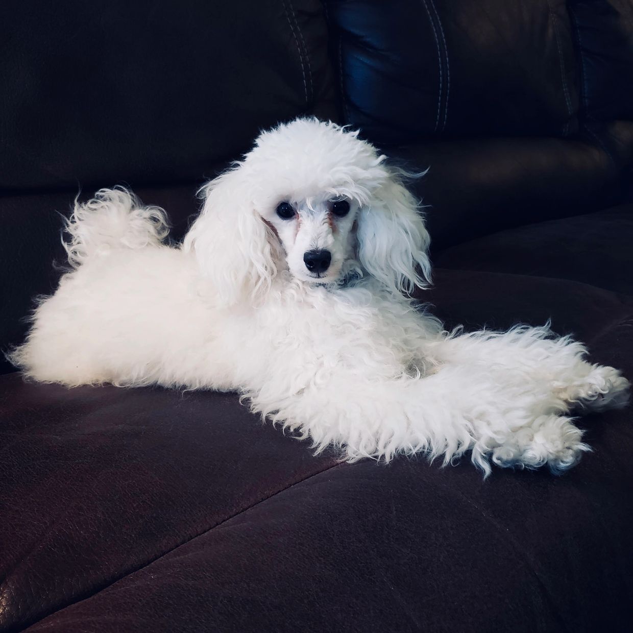 A white poodle lying stretched out on a dark leather couch.