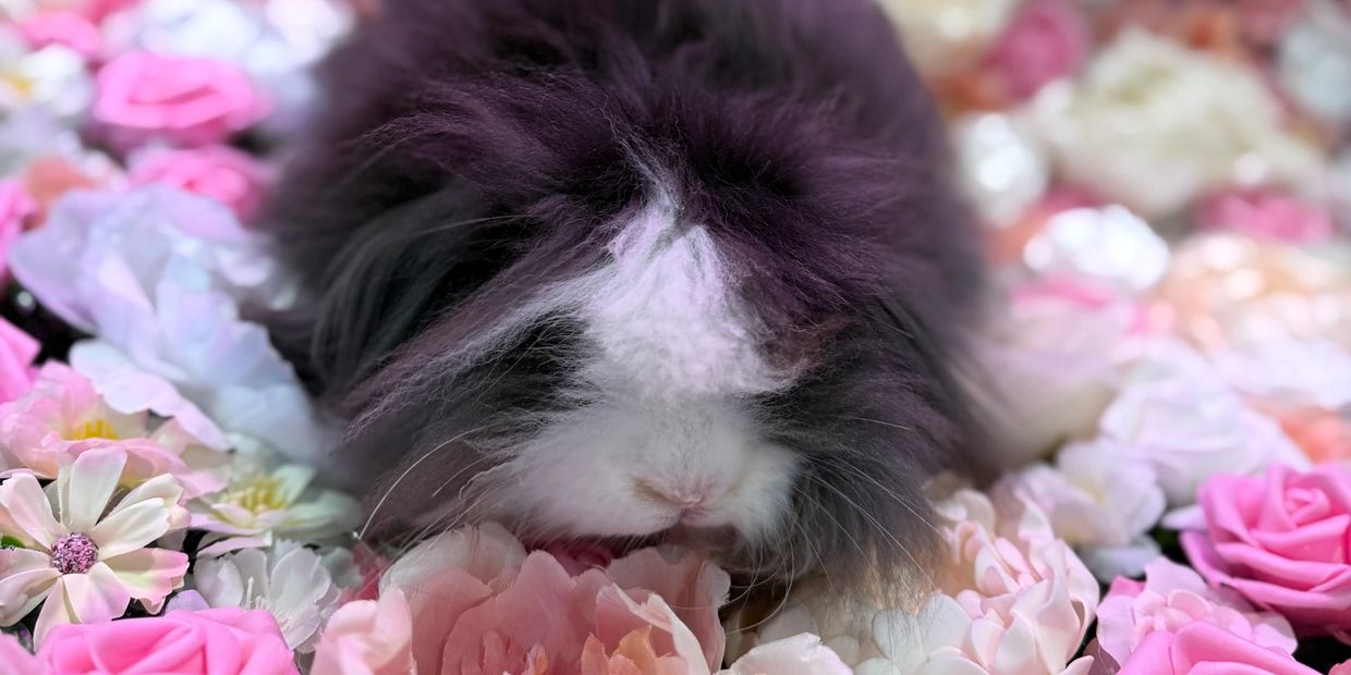 Fluffy black and white rabbit surrounded by pink and white flowers.