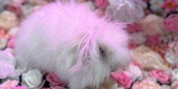 Fluffy white rabbit among pastel-colored flowers.