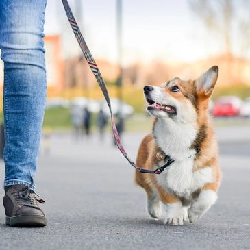 Dog walks