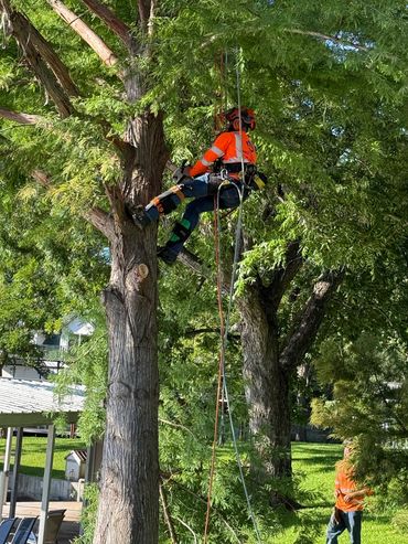 A tree worker in safety gear climbs and trims a tree with assistance from a colleague.