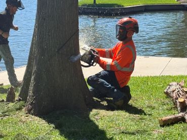 Worker in orange safety gear cutting a tree near water with a chainsaw.