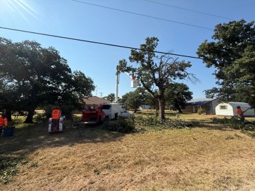 Workers trimming a tree using a bucket truck and wood chipper on a sunny day.