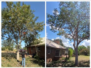 Before and after tree trimming near a brick house on a sunny day.