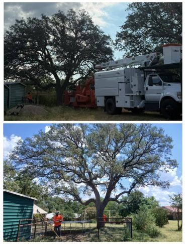 Before and after tree trimming with workers and equipment visible.