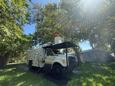 Worker in bucket truck trimming tree branches on a sunny day.