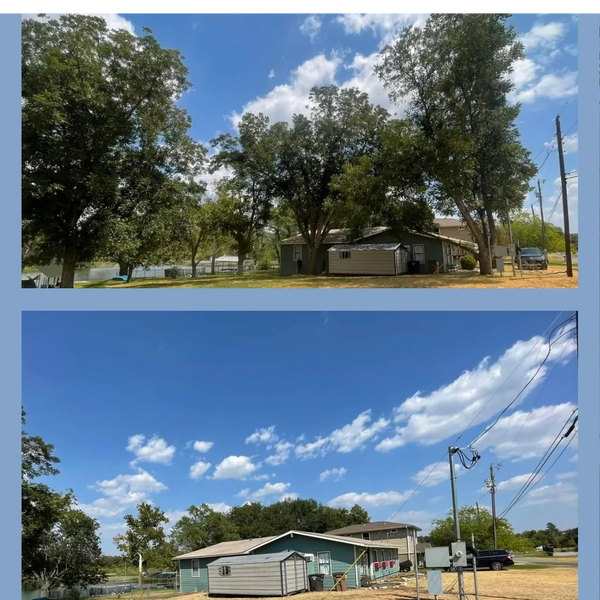 Pecan Tree removals over home