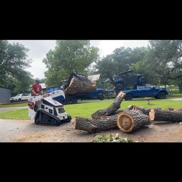 Cottonwood tree removal in Kingsland Texas using miniskid to put logs in trailer for disposal