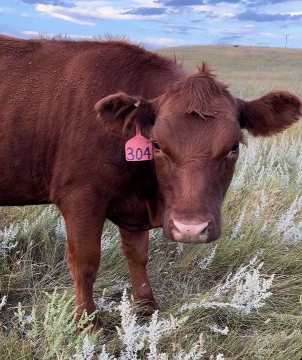 A brown yearling heifer standing on a grassy field.