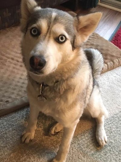 A beige and brown Siberian Husky who was jealous of another dog and 2 cats in the family.