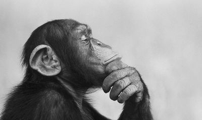 Black and white photograph of a chimpanzee "thinking".