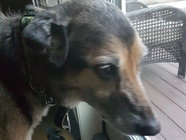 A dog named Maddix.