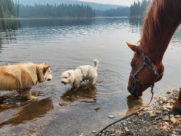 Shelli’s dogs, Nova and Neestow, and her horse, Tanker,  drinking water from a lake.