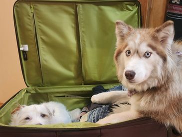 Two dogs, one sitting inside a green-lined suitcase; the other larger dog wanting to get in as well.