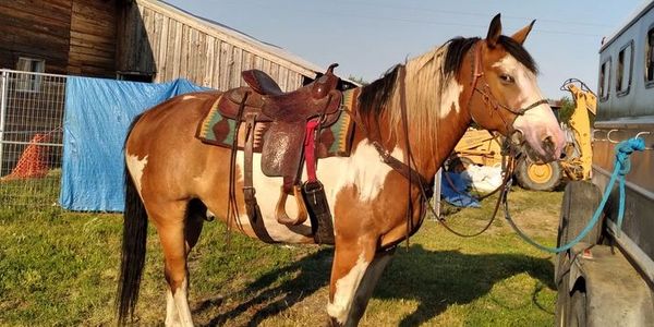 Betty’s brown and white horse, saddled and ready for a ride..