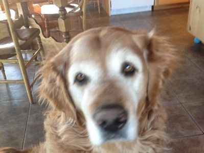 Logal, a beige and white dog, who was strong willed and challenging.