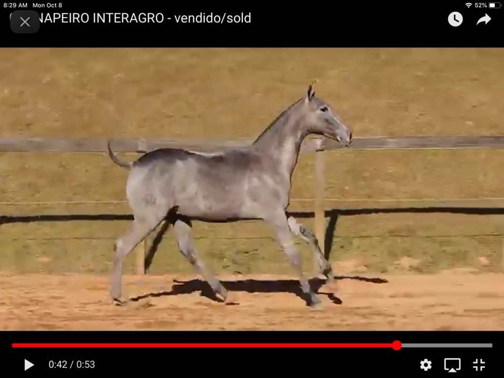 Napeiro, a Lusitano Stallion, as a yearling standing beside a fence.