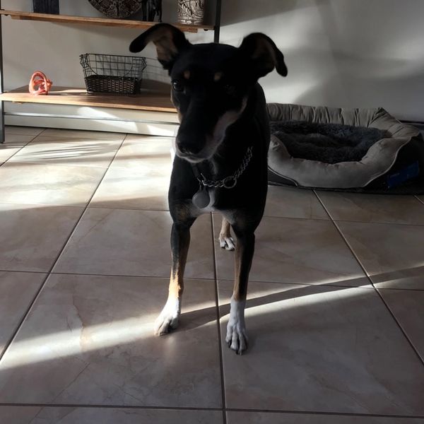 A black and gray dog, standing on a ceramic floor near his bed.