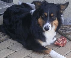 Missy, a black, beige and white dog who needed help adjusting.