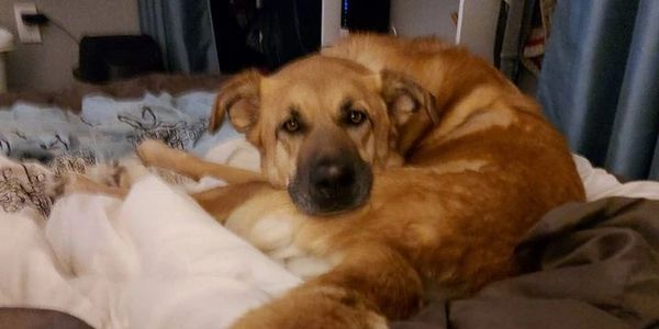 A brown dog, laying on a bed.