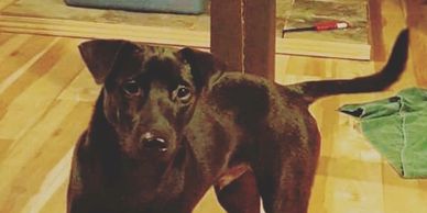 A brown dog, rescued from Cambodia, who took off from his new home and needed help getting home.
