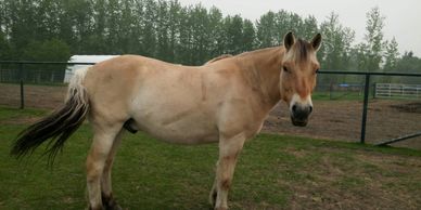 A beige, brown and black Fjord horse named Andy who was grumpy and sore.
