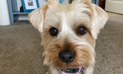 A tan dog named Boomer.