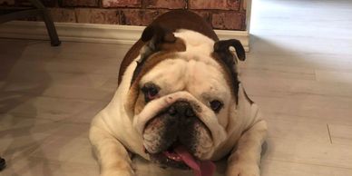 A bulldog named Boss who had trouble transitioning when a couple started living together.