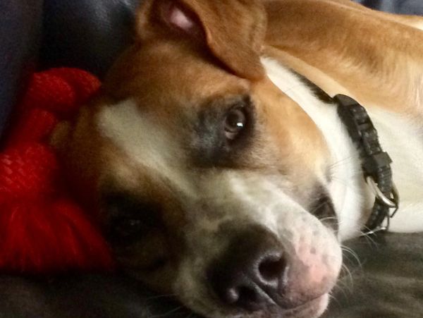 A dog named Doobie laying on a red pillow.