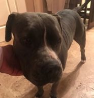 Earl, a dog who needed healing.