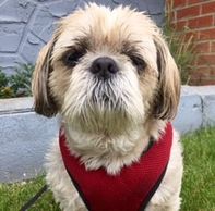 An anxious beige Shih Tzu, named TwoTwo, wearing a red and black bandana.