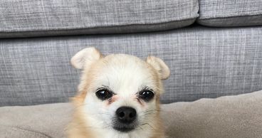 A beige and white senior dog who was having health issues.