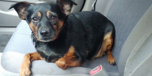 Mickey, a black and brown dog, who received Emotion and Body Code work.