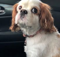 A white and brown cavalier had difficulty with evacuation from wild fires.