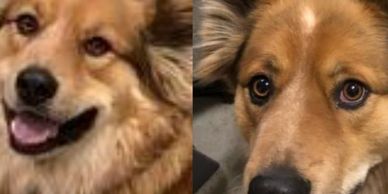 Oliver, on the left, and Nina, on the right - two dogs who needed help.