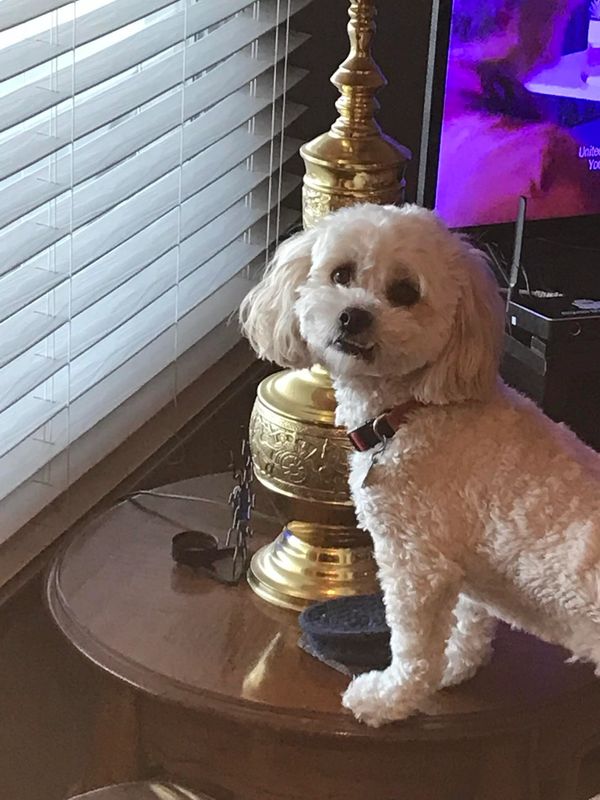 Stormy, a white dog, standing on a lamp table.