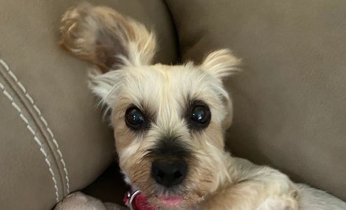 A tan dog named Sydney.