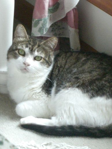 A grey and white cat having difficulty with a new cat in the home.