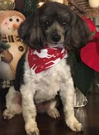 Gizmo, a brown and white dog, who was taken away from his mother at 5 weeks of age.