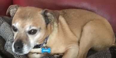 A beige dog, named George, who didn’t know where he belonged.