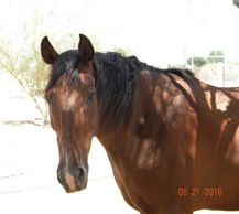 A brown and black horse, named Carlie, who was afraid of the saddle.