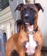 A brown, black and white boxer. named Gretchen, who was afraid of children.